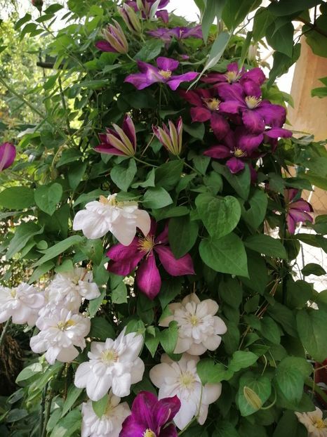  - Clematita Innocent Blush