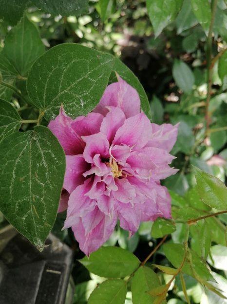  - Clematita Innocent Blush