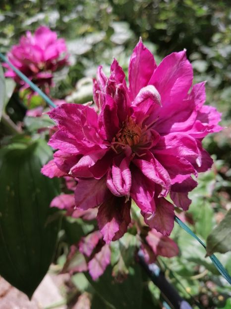 Red Star - Clematita Innocent Blush