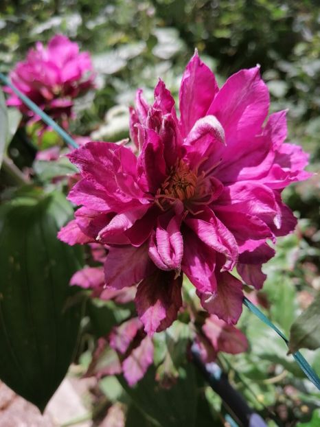  - Clematita Innocent Blush