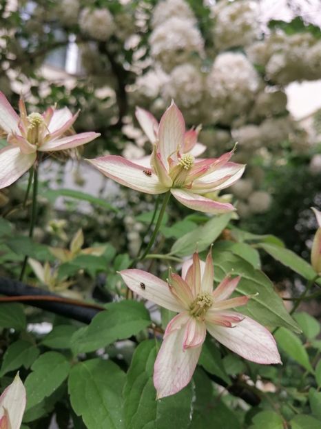 Montana Marjorie - Clematita Innocent Blush