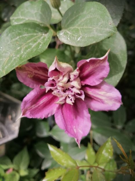  - Clematita Innocent Blush