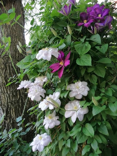  - Clematita Innocent Blush