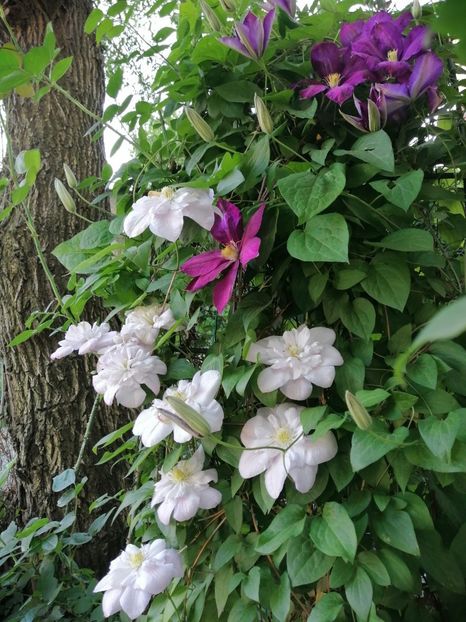  - Clematita Innocent Blush