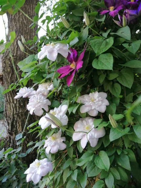  - Clematita Innocent Blush