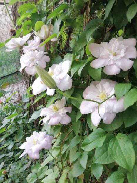  - Clematita Innocent Blush