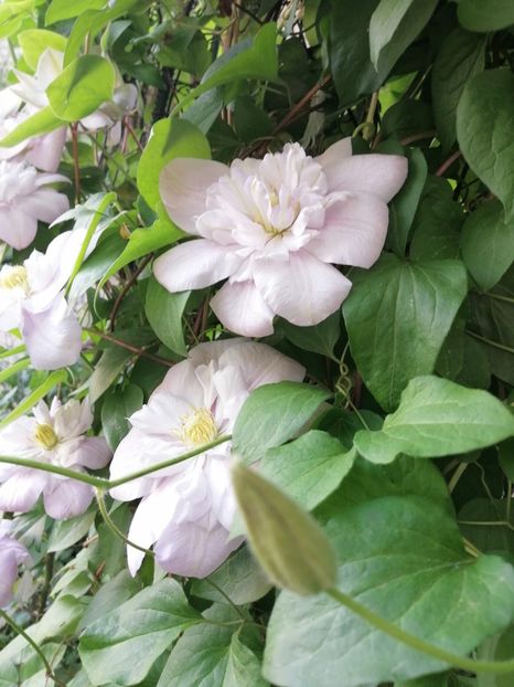  - Clematita Innocent Blush