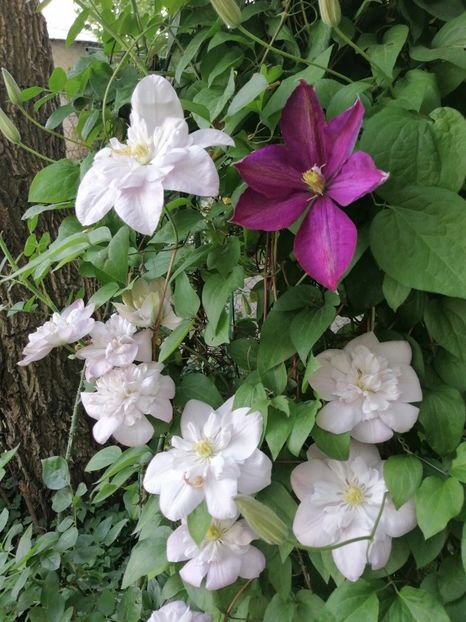  - Clematita Innocent Blush