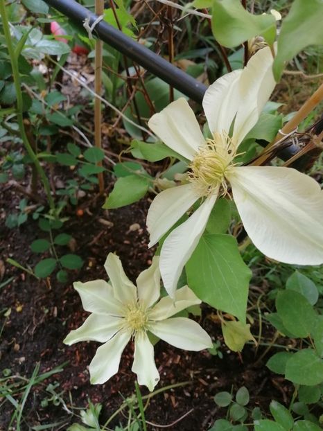  - Clematita Innocent Blush