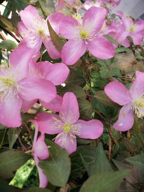 Freda - Clematita Innocent Blush