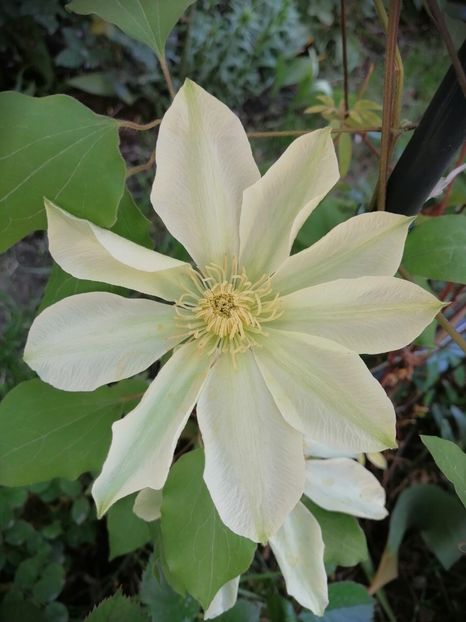 Yellow Moonlight - Clematita Innocent Blush