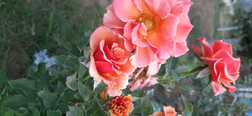 Anne Henderson inversat - Cuptor 2018-2019-2020