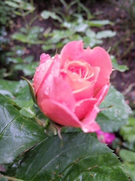  - Trandafir Emillien Guillott și trandafirul Bicentenaire de Guillot