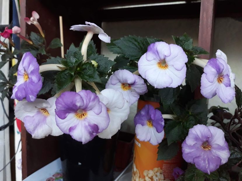  - 1 2020 - Porcelain Doll