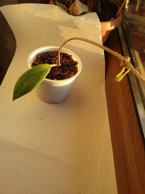 August 2020 - Hoya Benguetensis un nou inceput