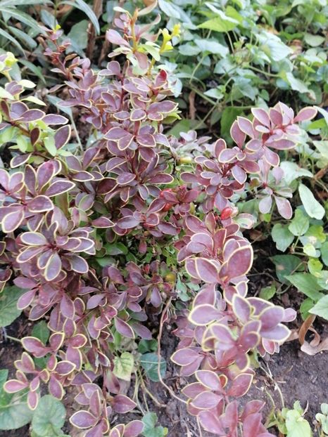 Berberis - Diverse plante