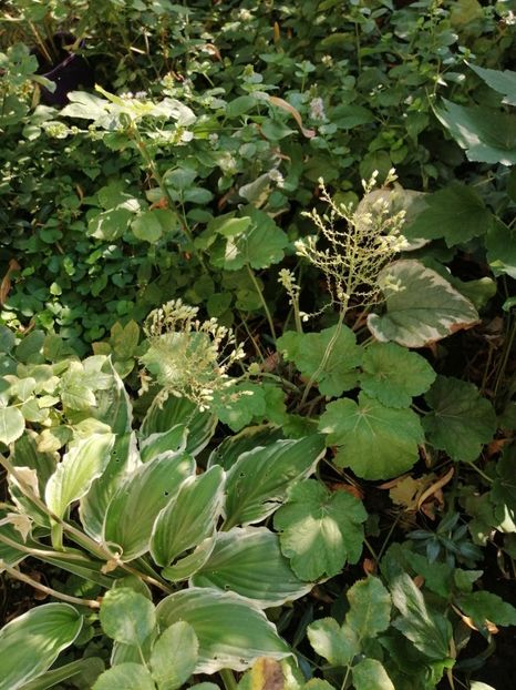 Hosta - Diverse plante