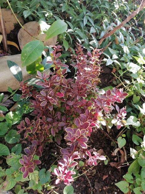 Berberis - Diverse plante