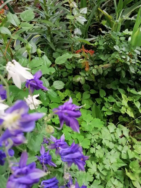 Caldaruse - Diverse plante
