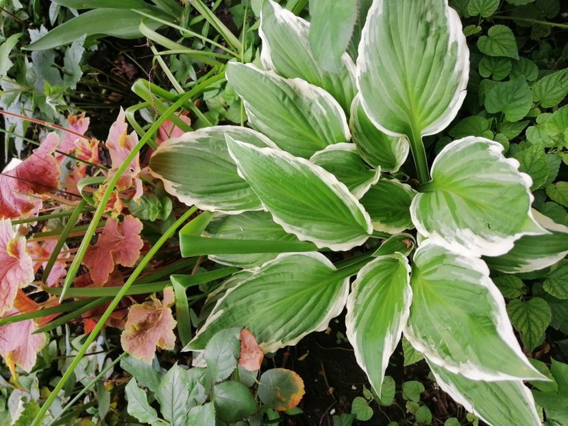  - Diverse plante