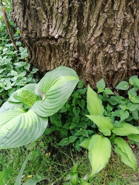 - Diverse plante