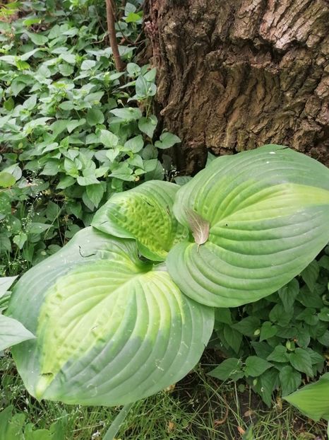  - Diverse plante