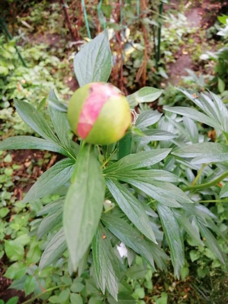  - Diverse plante