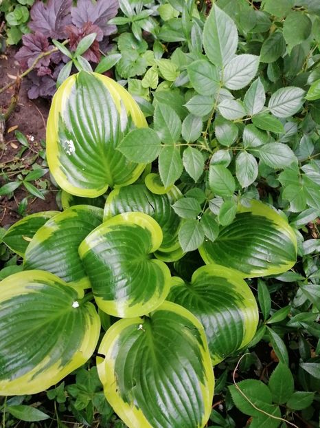 - Diverse plante
