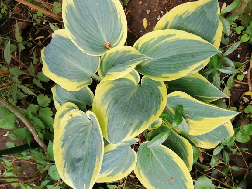  - Diverse plante