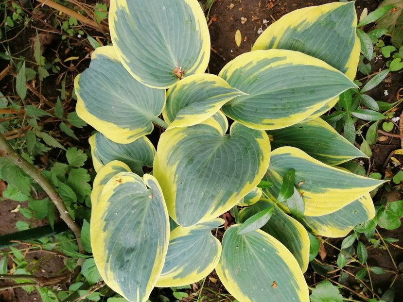  - Diverse plante