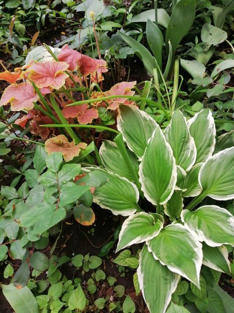  - Diverse plante