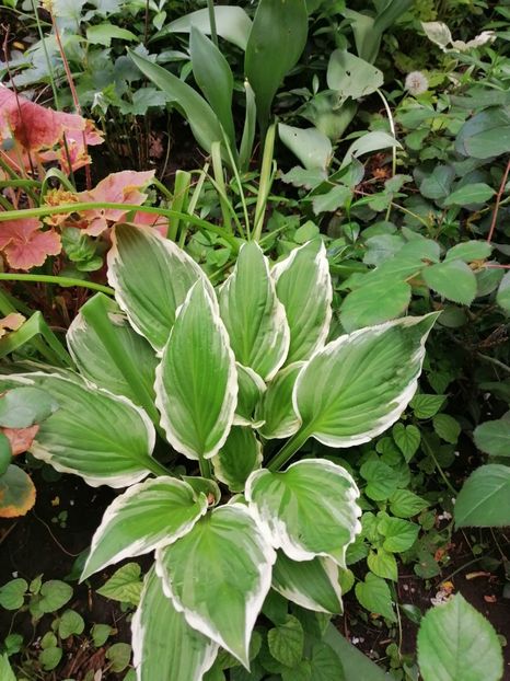 - Diverse plante