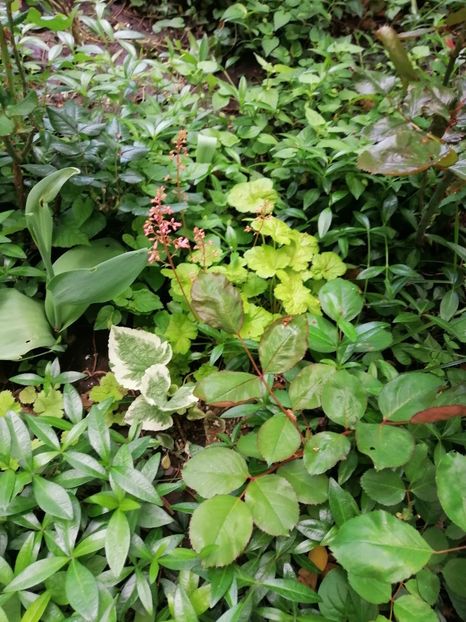  - Diverse plante