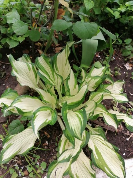  - Diverse plante
