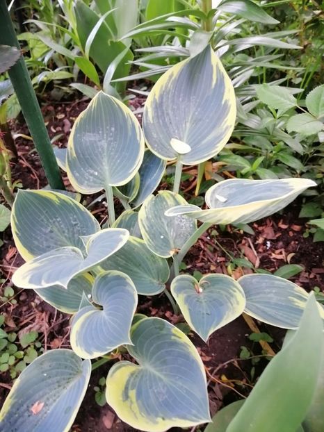  - Diverse plante