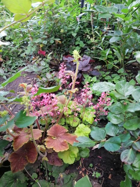  - Diverse plante