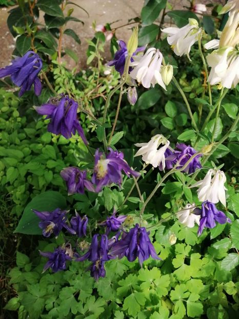  - Diverse plante