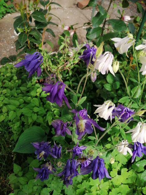  - Diverse plante