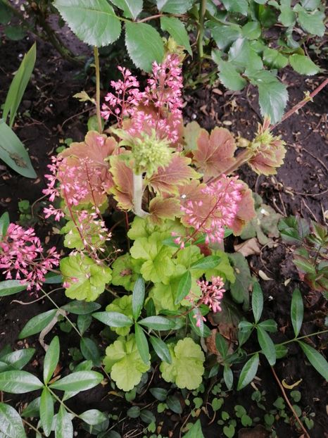  - Diverse plante