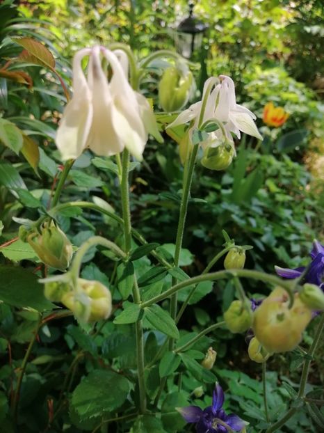  - Diverse plante