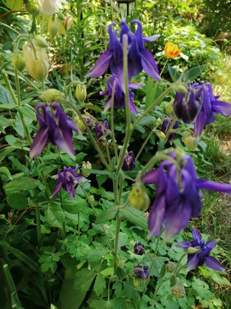  - Diverse plante