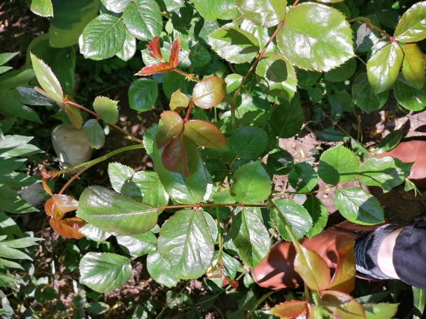  - Diverse plante