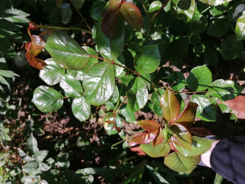  - Diverse plante