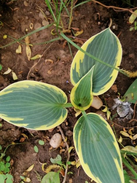  - Diverse plante