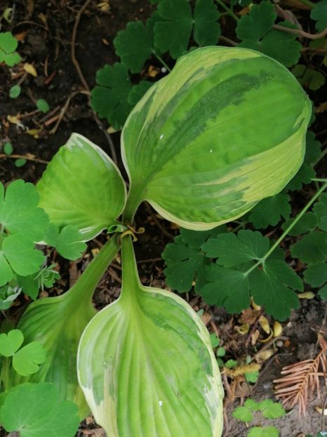  - Diverse plante