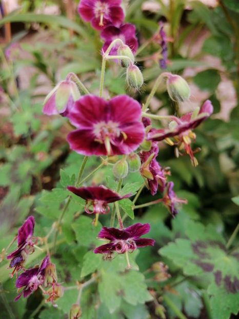  - Diverse plante