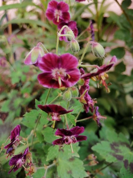  - Diverse plante