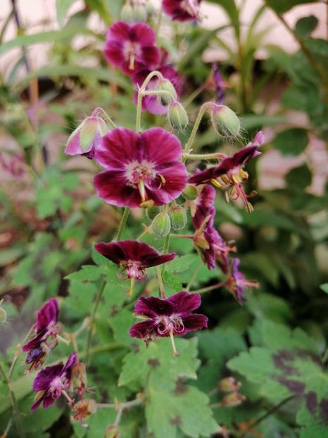  - Diverse plante