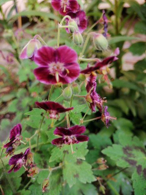  - Diverse plante