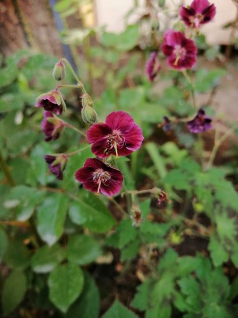  - Diverse plante